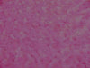 Rose Bud Fur HOT PINK