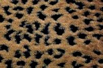 Lynx Tan Black Minky Fur MF-7
